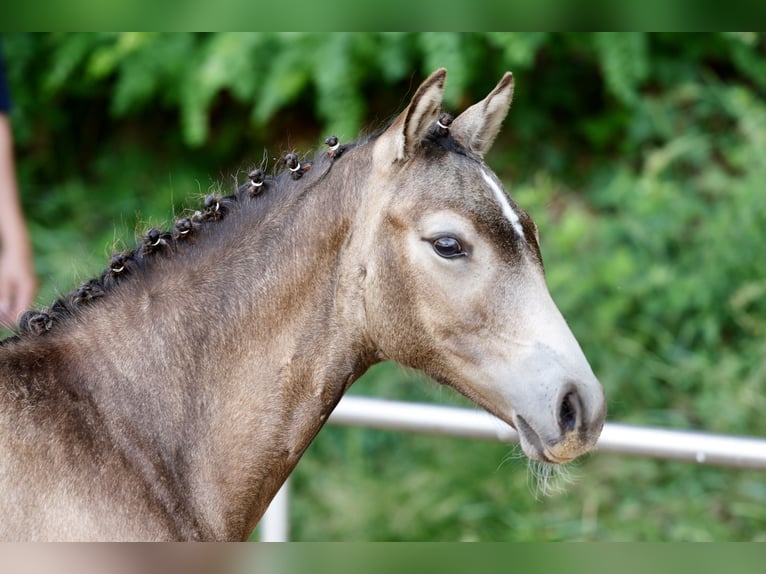 German Riding Pony Mare Foal (01/2026) Dun in Varel