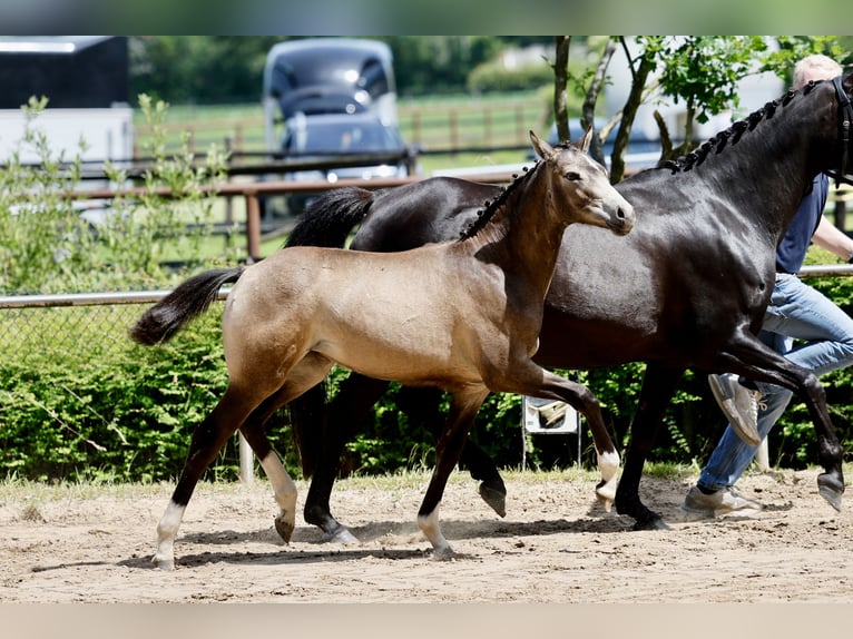 German Riding Pony Mare Foal (01/2026) Dun in Varel