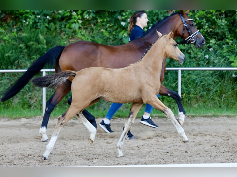 German Riding Pony Mare Foal (04/2026) Dun in Wiefelstede
