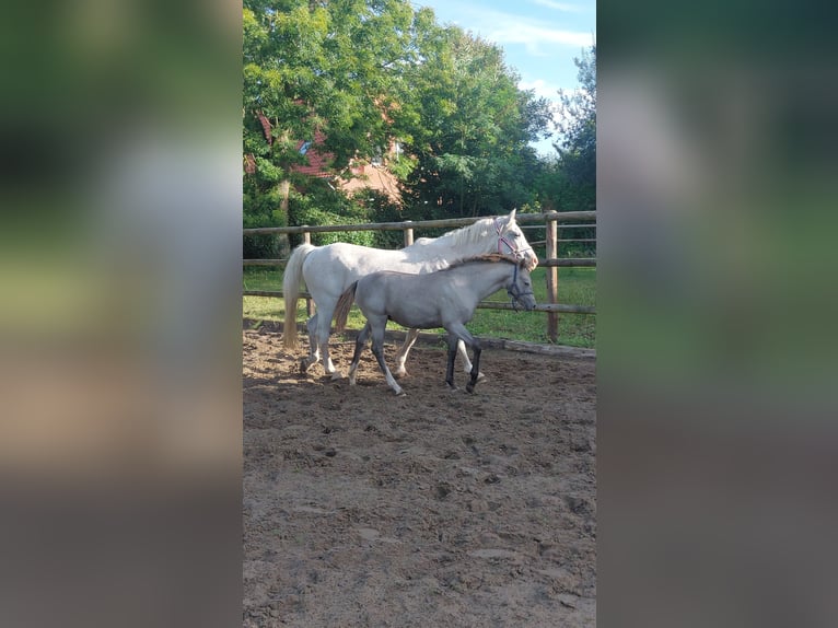 German Riding Pony Mare Foal (05/2025) Grey in L&#xF6;ptin
