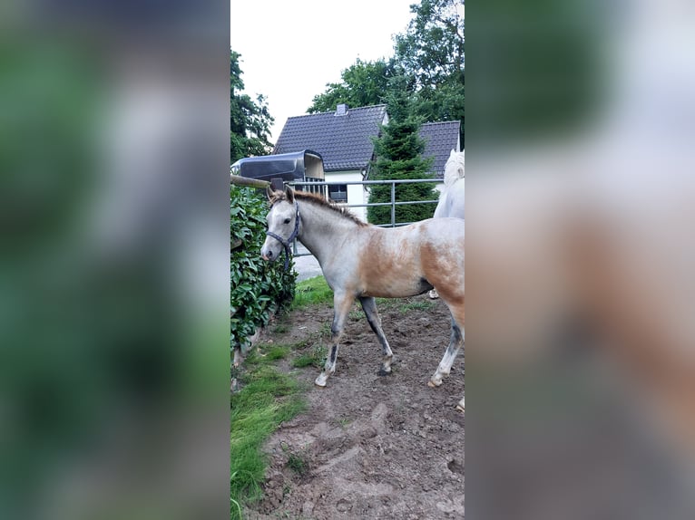 German Riding Pony Mare Foal (05/2025) Grey in L&#xF6;ptin