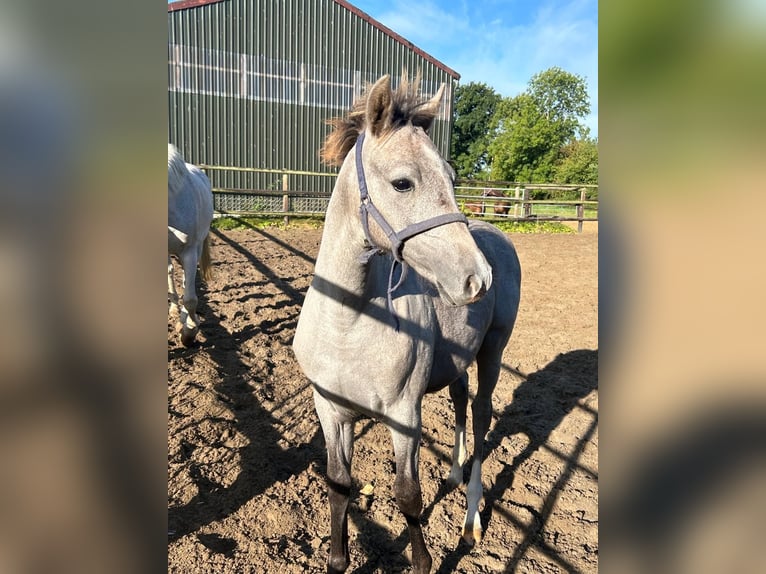 German Riding Pony Mare Foal (05/2025) Grey in L&#xF6;ptin