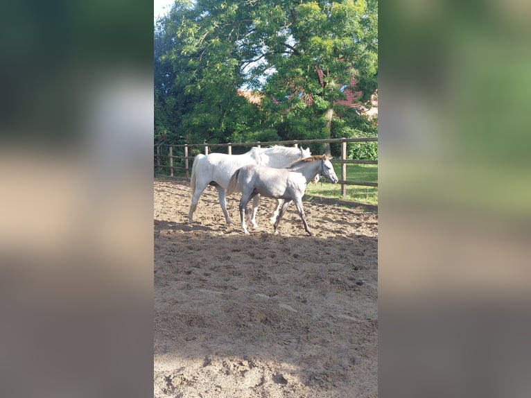 German Riding Pony Mare Foal (05/2025) Grey in L&#xF6;ptin