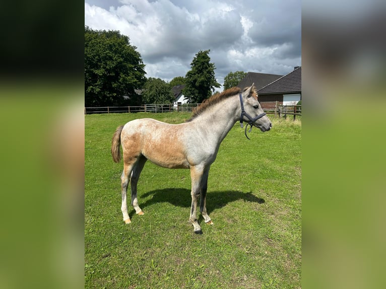 German Riding Pony Mare Foal (05/2025) Grey in L&#xF6;ptin