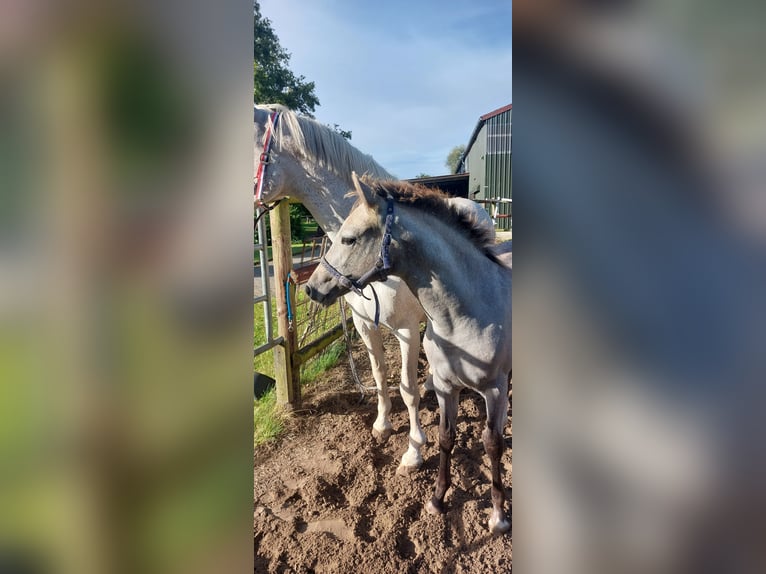 German Riding Pony Mare Foal (05/2025) Grey in L&#xF6;ptin