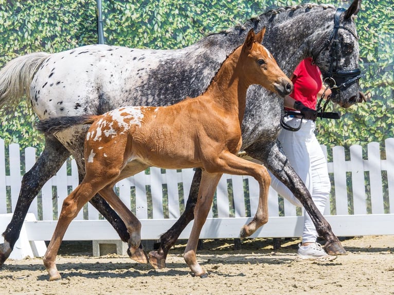 German Riding Pony Mare Foal (05/2026) Leopard-Piebald in Mnster-Handorf