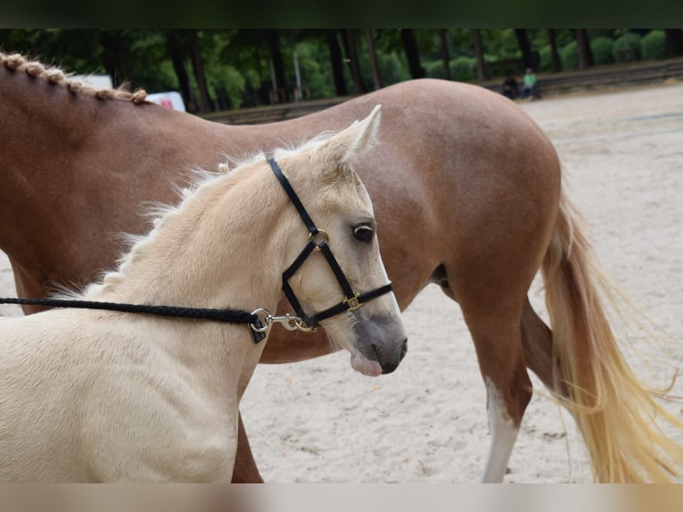 German Riding Pony Mare Foal (05/2025) Palomino in Selfkant
