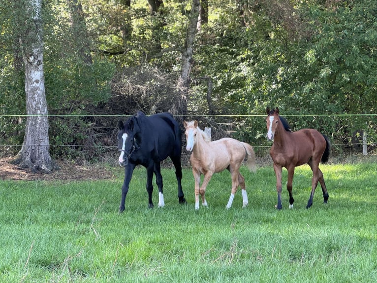 German Riding Pony Mare Foal (05/2025) Palomino in Merzen