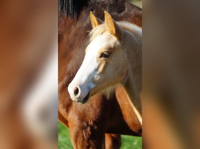 German Riding Pony Mare Foal (05/2025) Palomino in Merzen