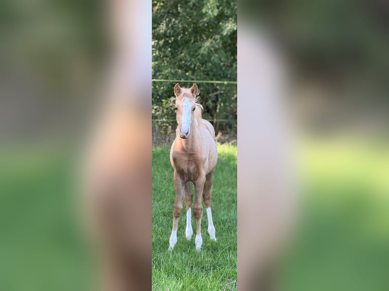 German Riding Pony Mare Foal (05/2025) Palomino in Merzen