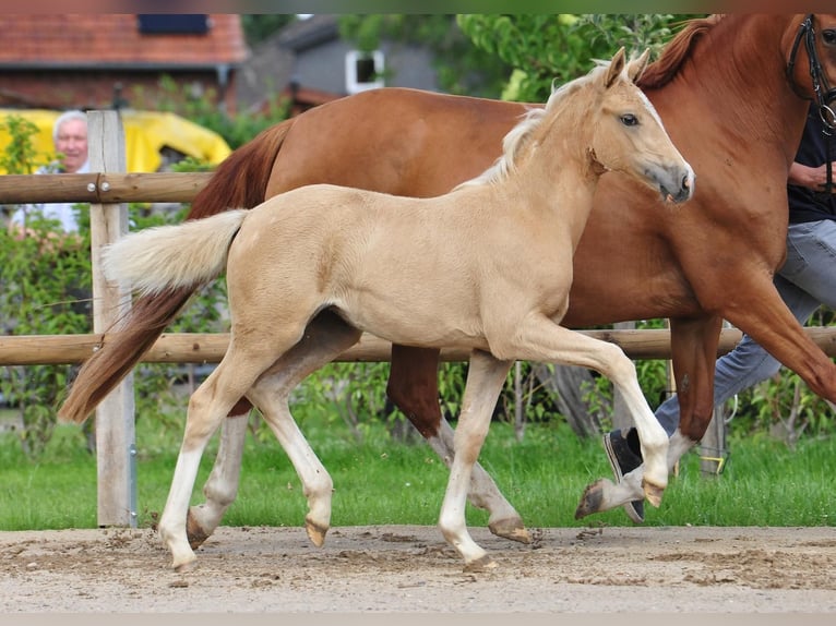 German Riding Pony Mare  Palomino in Drebber