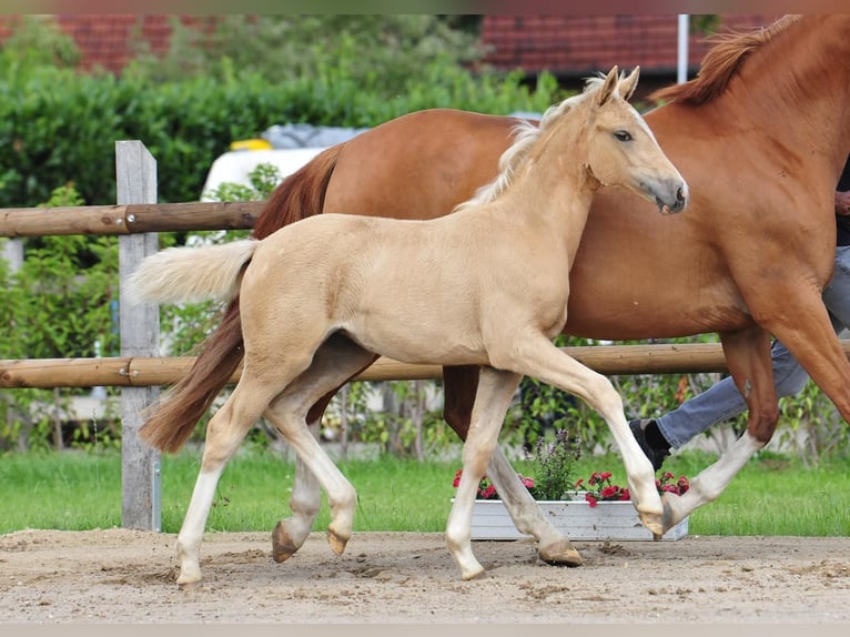 German Riding Pony Mare  Palomino in Drebber
