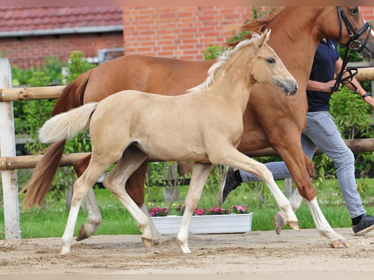 German Riding Pony Mare  Palomino in Drebber