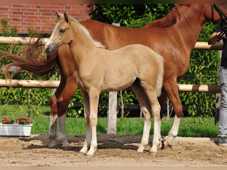 German Riding Pony Mare  Palomino in Drebber