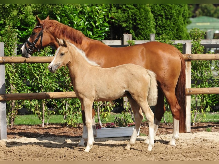 German Riding Pony Mare  Palomino in Drebber