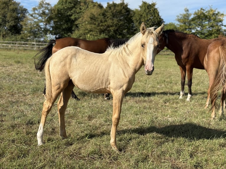German Riding Pony Mare Foal (04/2025) Palomino in Vettwei&#xDF;