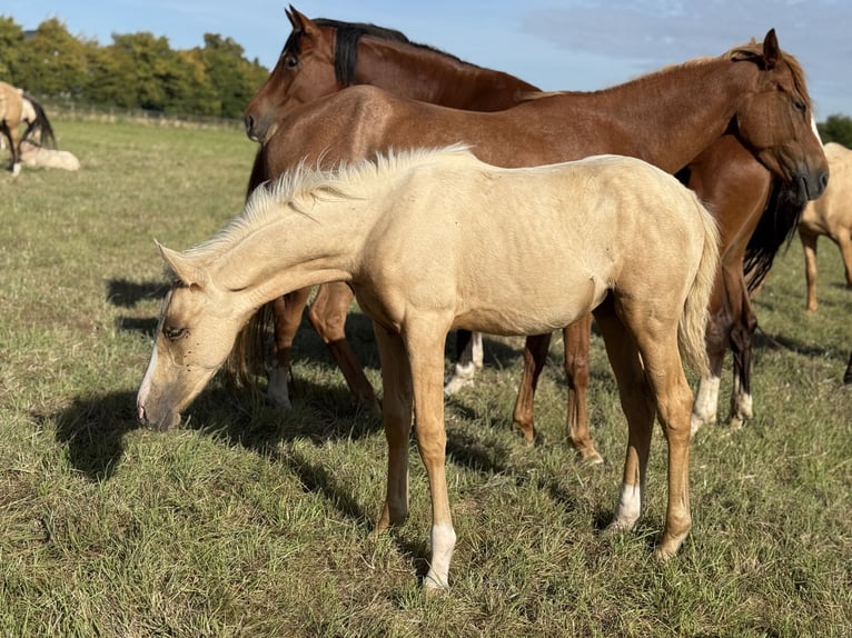 German Riding Pony Mare Foal (04/2025) Palomino in Vettwei&#xDF;