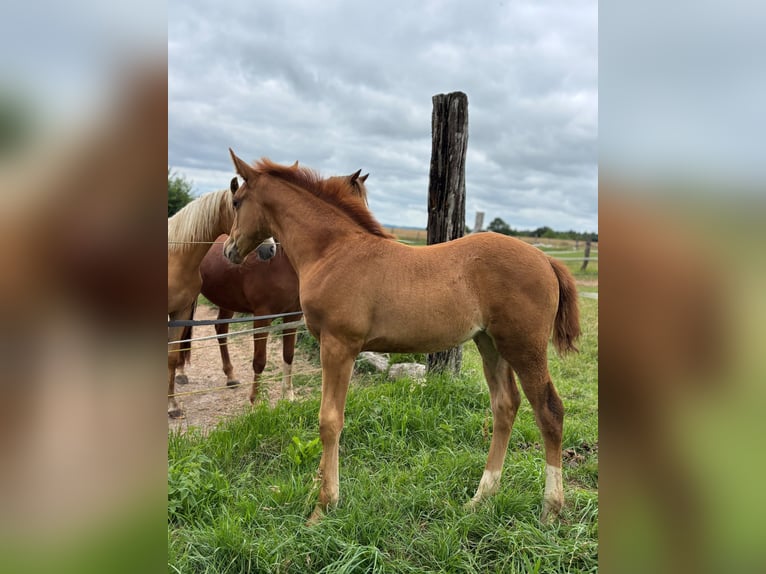 German Riding Pony Mare Foal (04/2026) Palomino in Derenta