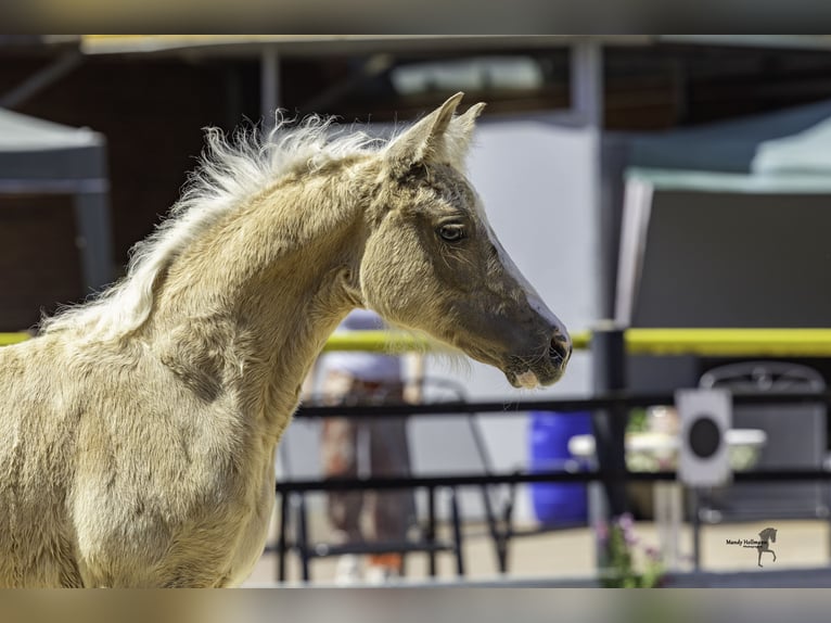 German Riding Pony Mare Foal (04/2026) Palomino in Derental