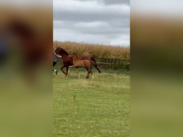 German Riding Pony Mare Foal (04/2026) Palomino in Derental