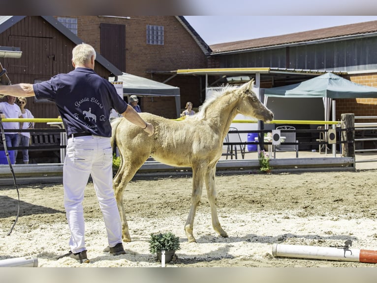 German Riding Pony Mare Foal (04/2026) Palomino in Derental
