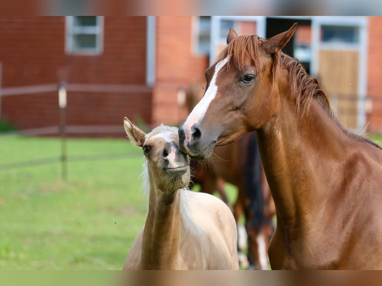 German Riding Pony Mare Foal (03/2025) Palomino in Wettringen