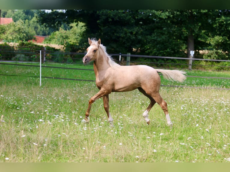 German Riding Pony Mare Foal (03/2025) Palomino in Wettringen