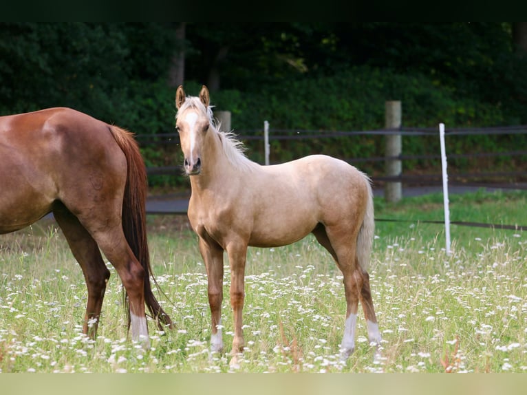 German Riding Pony Mare Foal (03/2025) Palomino in Wettringen
