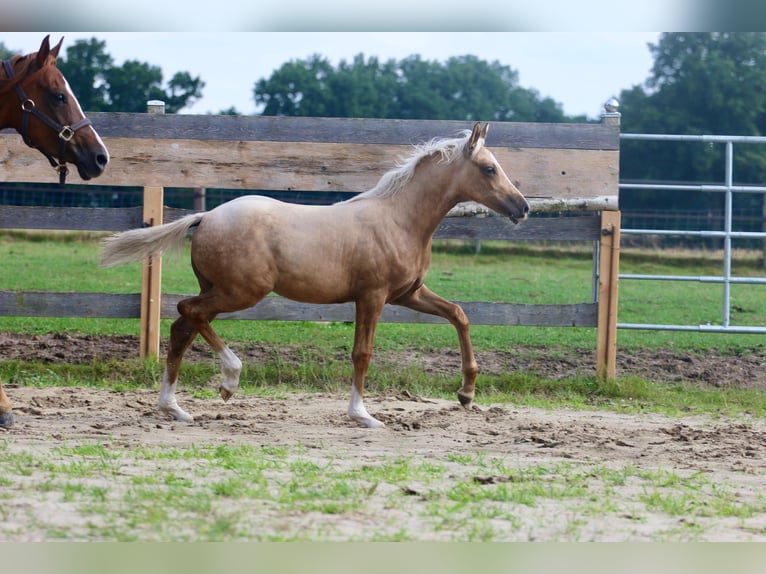 German Riding Pony Mare Foal (03/2025) Palomino in Wettringen