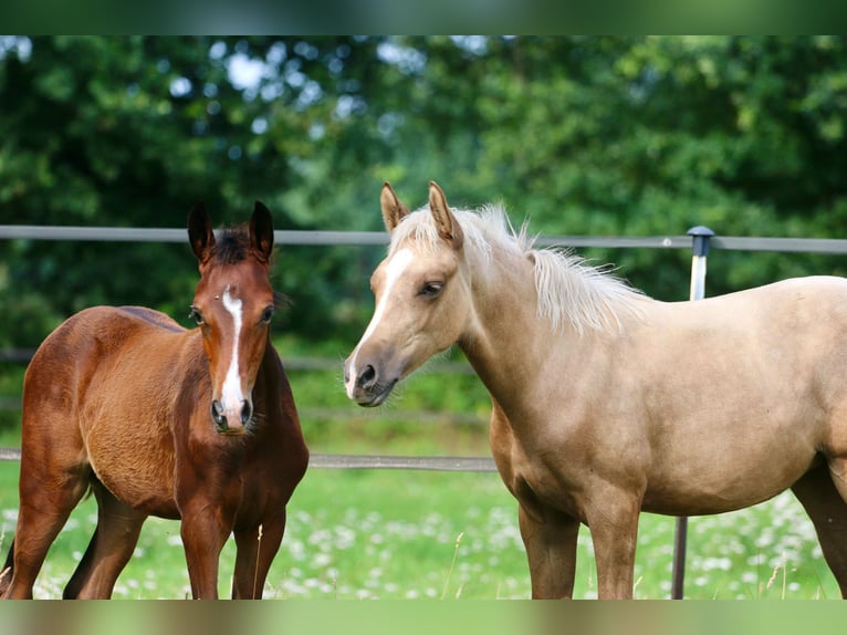 German Riding Pony Mare Foal (03/2025) Palomino in Wettringen