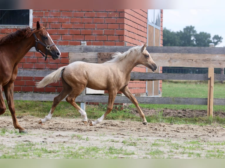 German Riding Pony Mare Foal (03/2025) Palomino in Wettringen