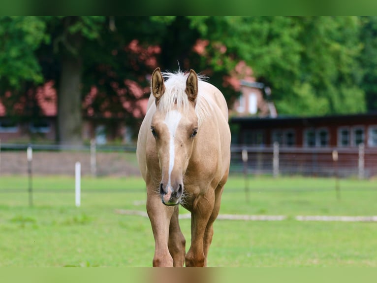 German Riding Pony Mare Foal (03/2025) Palomino in Wettringen