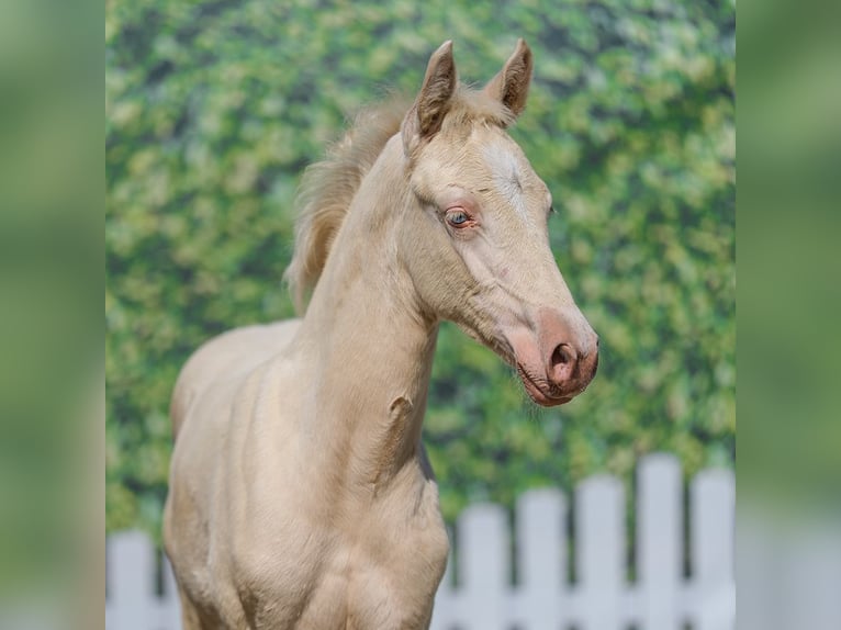 German Riding Pony Mare Foal (05/2026) Perlino in Mnster-Handorf