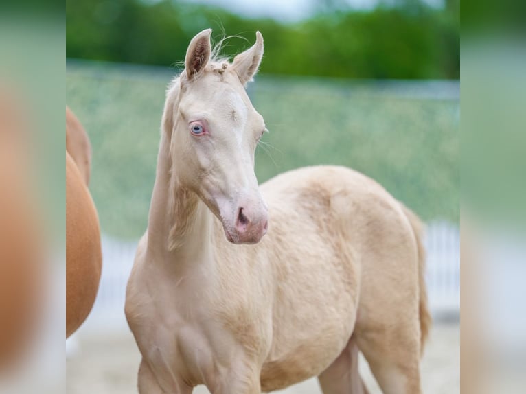 German Riding Pony Mare Foal (02/2026) Perlino in Mnster-Handorf