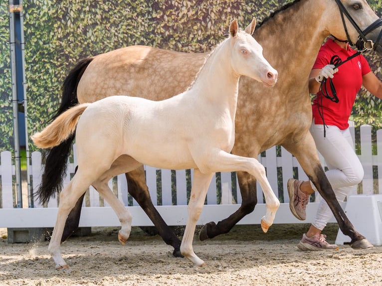 German Riding Pony Mare Foal (04/2026) Perlino in Mnster-Handorf