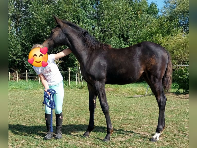 German Riding Pony Mare Foal (05/2025) Smoky-Black in Büren German Riding Pony Mare Foal (05/2025) Smoky-Black in Büren