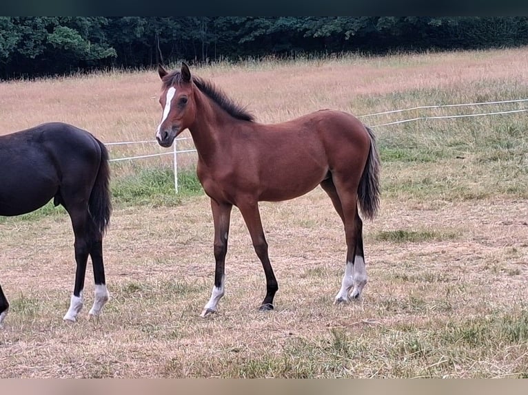 German Riding Pony Mare Foal (02/2026) Smoky-Black in Zeulenroda-Triebes