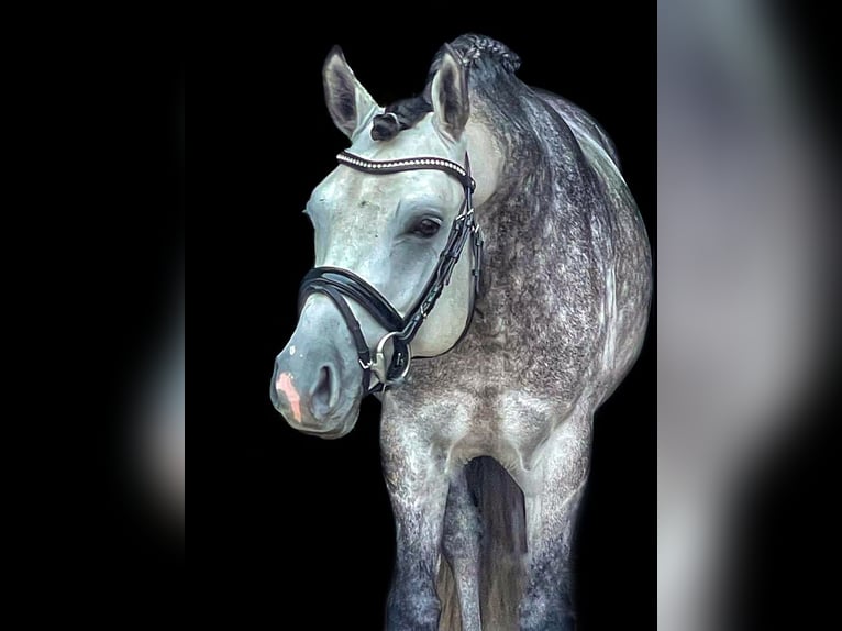 German Riding Pony Stallion 10 years 14.1 hh Grey-Dapple in Schönwalde