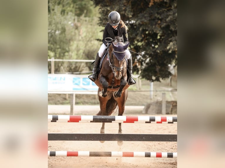 German Riding Pony Stallion 10 years 14.2 hh Bay-Dark in Karlsbad