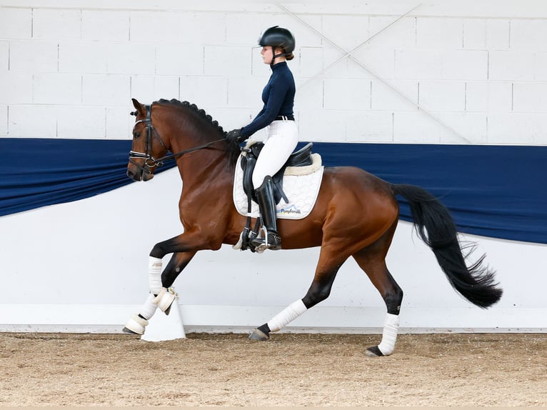 German Riding Pony Stallion 10 years 14,1 hh Bay-Dark in Marsberg