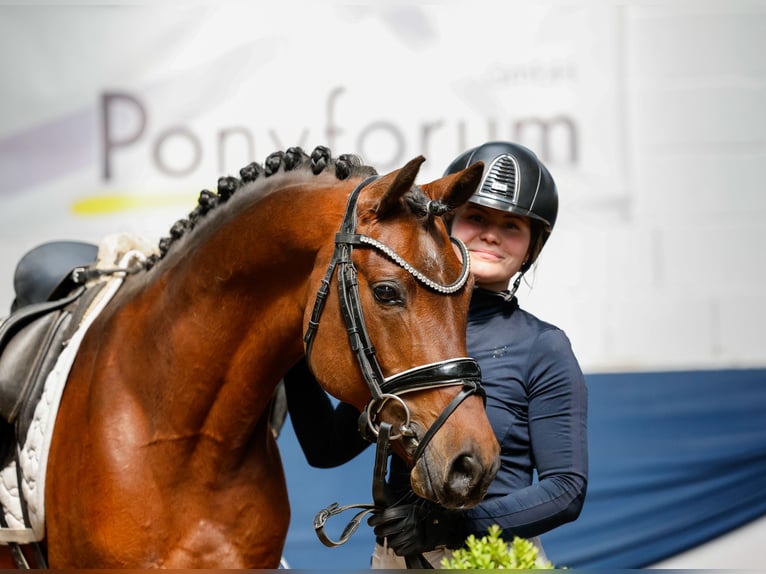 German Riding Pony Stallion 10 years 14,1 hh Bay-Dark in Marsberg
