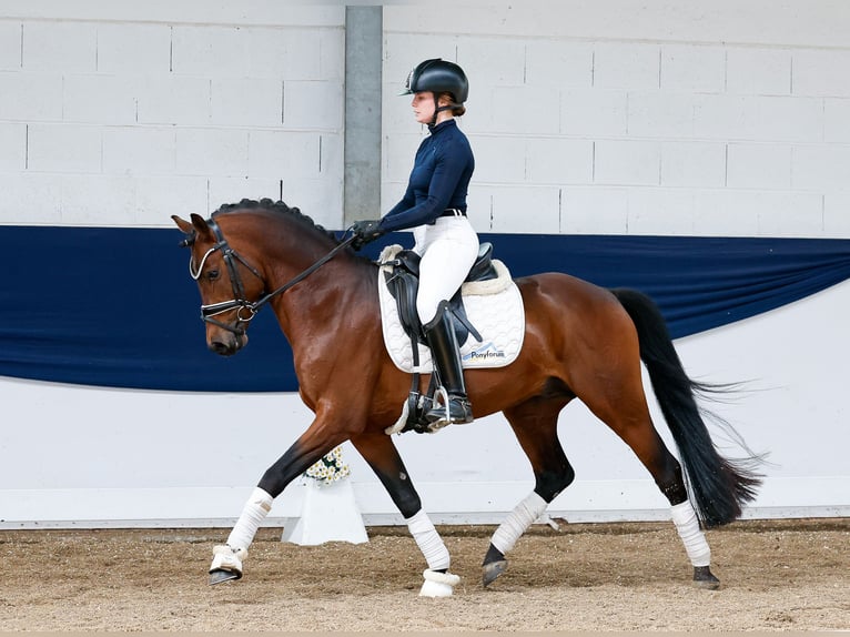 German Riding Pony Stallion 10 years 14,1 hh Bay-Dark in Marsberg