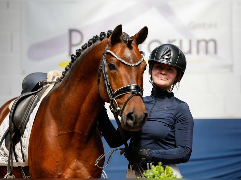 German Riding Pony Stallion 10 years 14,1 hh Bay-Dark in Marsberg