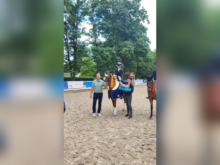 German Riding Pony Stallion 10 years 14,1 hh Chestnut-Red in Techentin