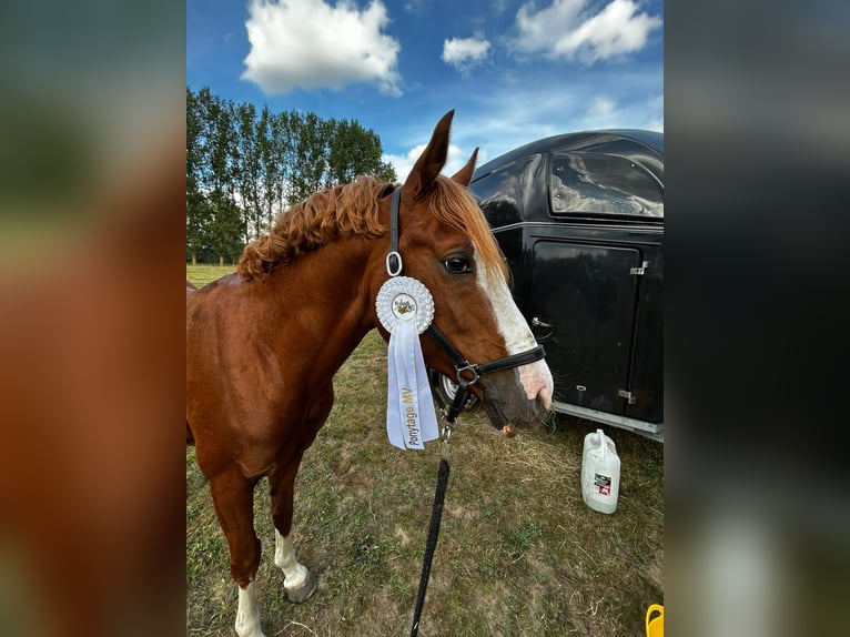German Riding Pony Stallion 10 years 14,1 hh Chestnut-Red in Techentin