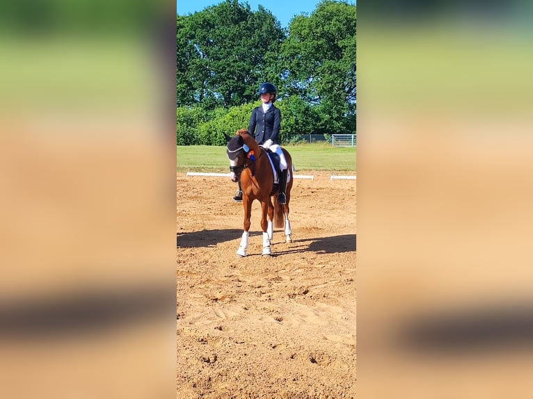 German Riding Pony Stallion 10 years 14,1 hh Chestnut-Red in Techentin