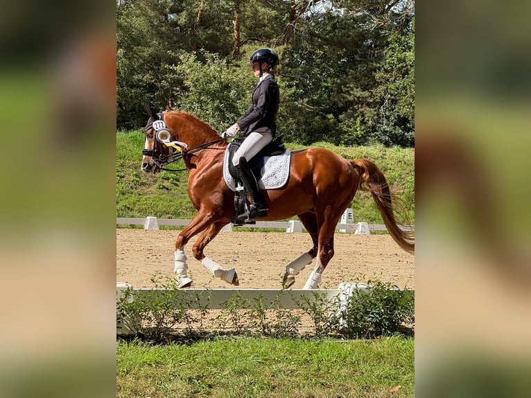 German Riding Pony Stallion 10 years 14,1 hh Chestnut-Red in Techentin