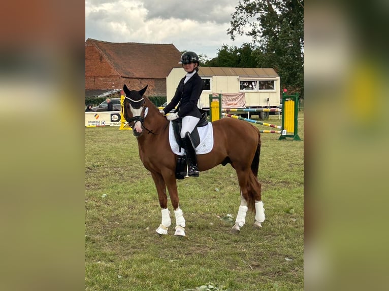 German Riding Pony Stallion 10 years 14,1 hh Chestnut-Red in Techentin