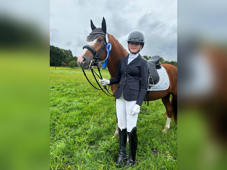 German Riding Pony Stallion 10 years 14,1 hh Chestnut-Red in Techentin