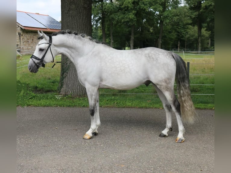 German Riding Pony Stallion 10 years 14,1 hh Grey in Recke, bei Osnabrück